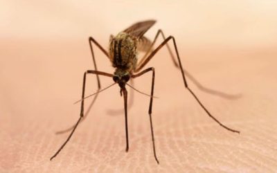 The Secret to a Pest-Free Home: Expert Tips and Solutions